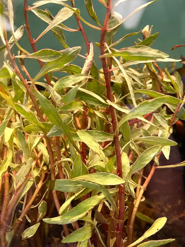 Ludwigia White - Dustin