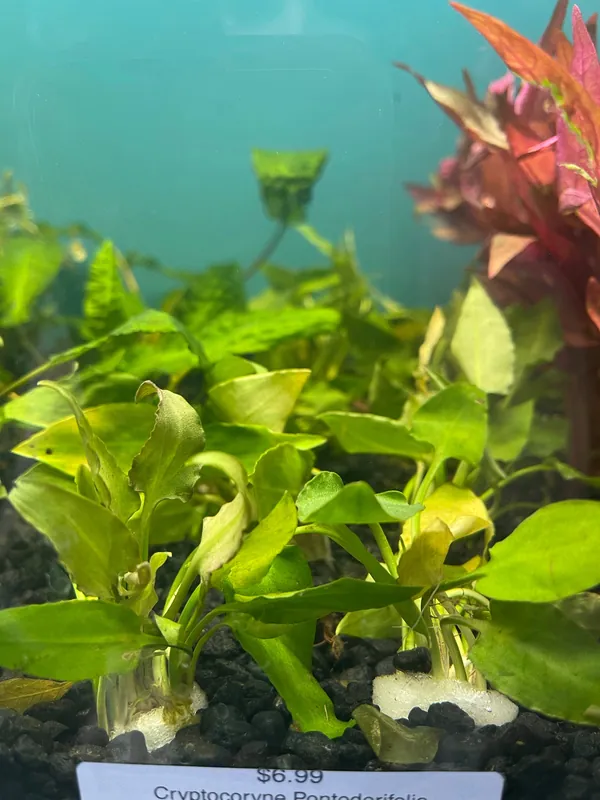 Cryptocoryne Pontederifolia - Emark Tropical Imports