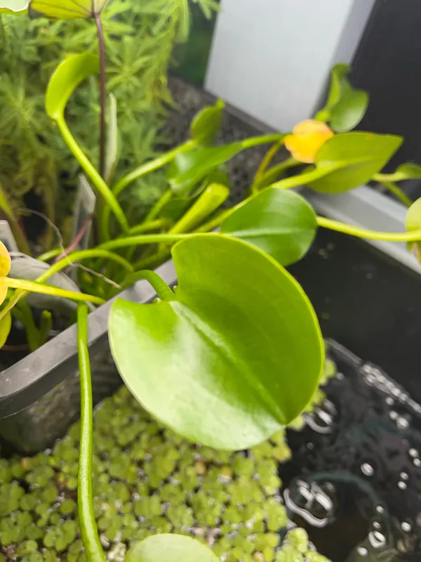 Water Poppy - Emark Tropical Imports