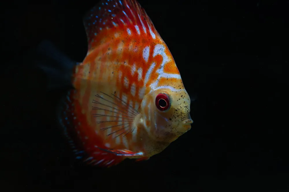Pigeon Blood Discus - Cichlid Exchange