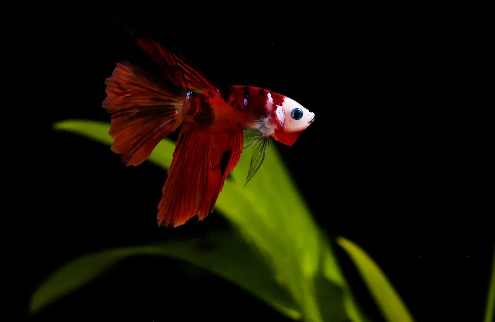 Half Moon Nemo Male Betta Fish - Cichlid Exchange