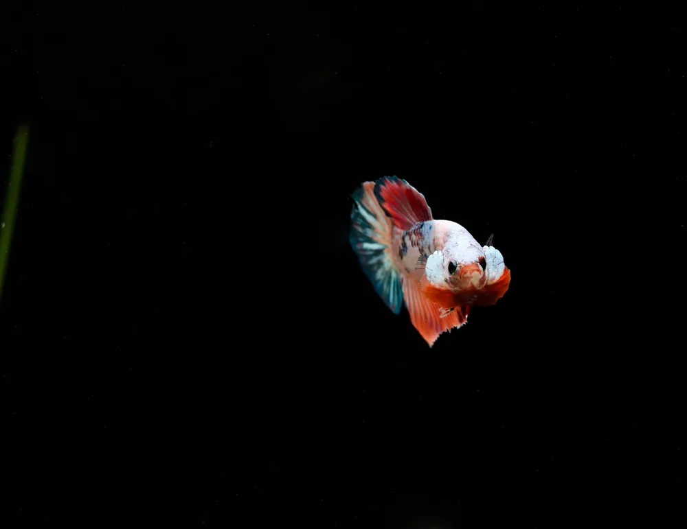 Plakat Copper Candy Male Betta Fish - Cichlid Exchange