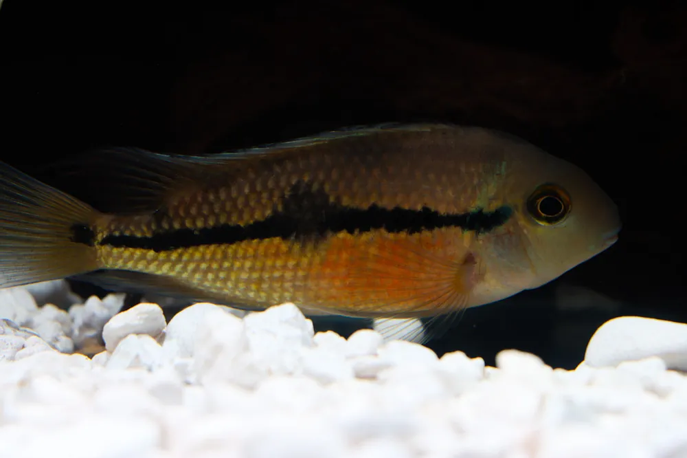 Hypsophrys Nicaraguenses F2 Cichlid - Max Cichlids