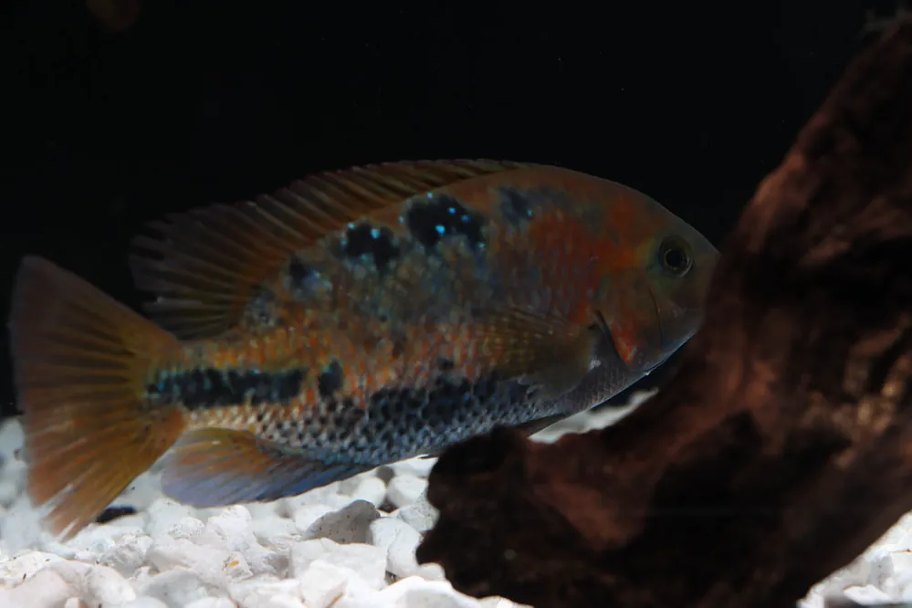 Vieja Melanura Cichlid - Quality Gold