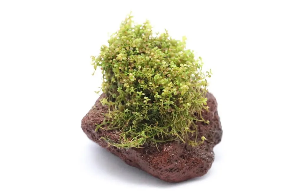 Baby Tears On Lava Rock - 5D Tropical
