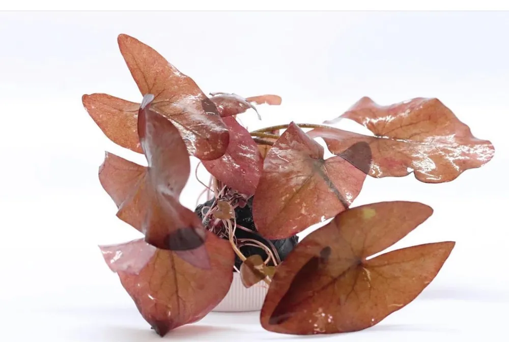 Dwarf Lily Aquatic Plant - Natural Environment Aquatix