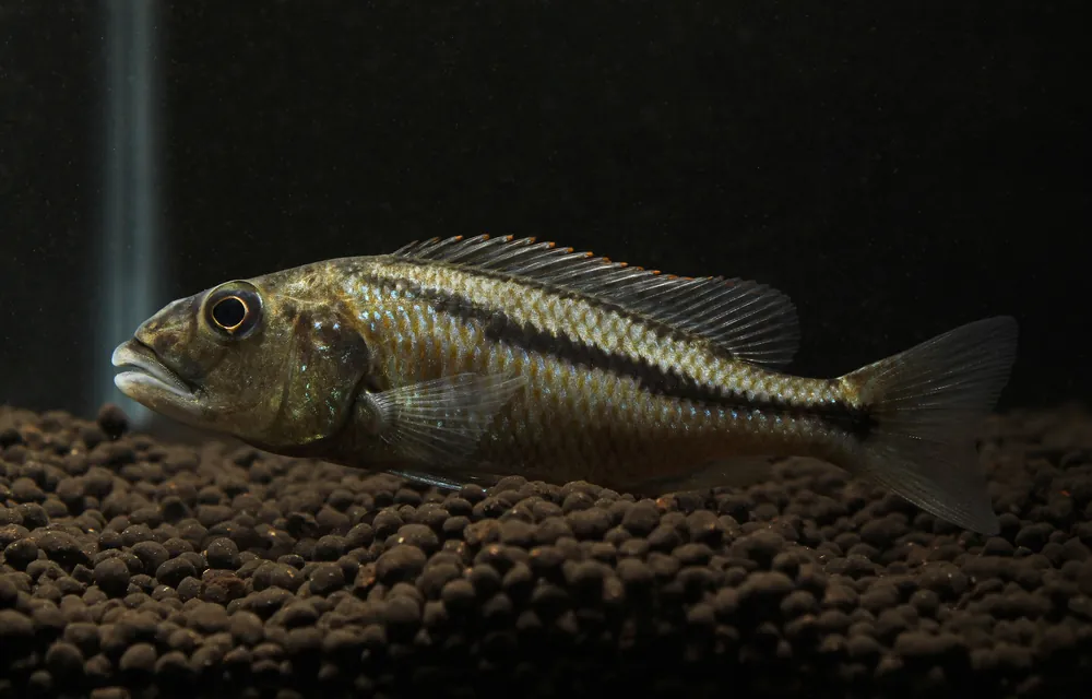 Aristochromis Christyi Cichlid - Rick