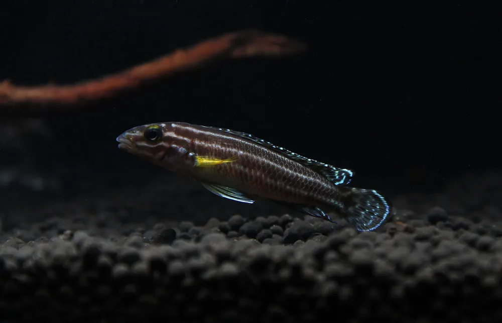 Julidochromis Regani Midnight Cichlid - Rick