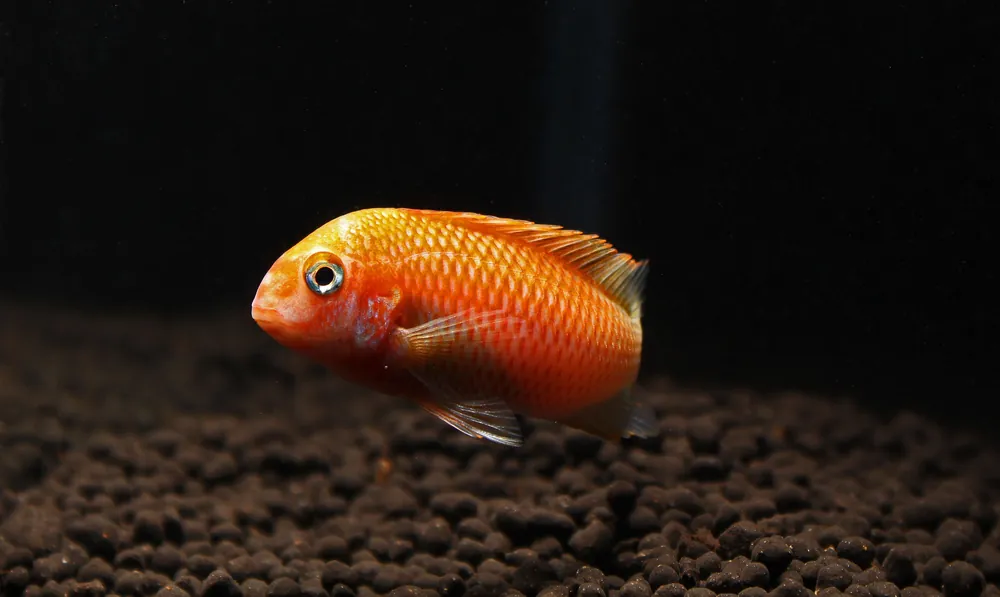 Tropheus Albino Moliro Tiger Cichlid - Rick