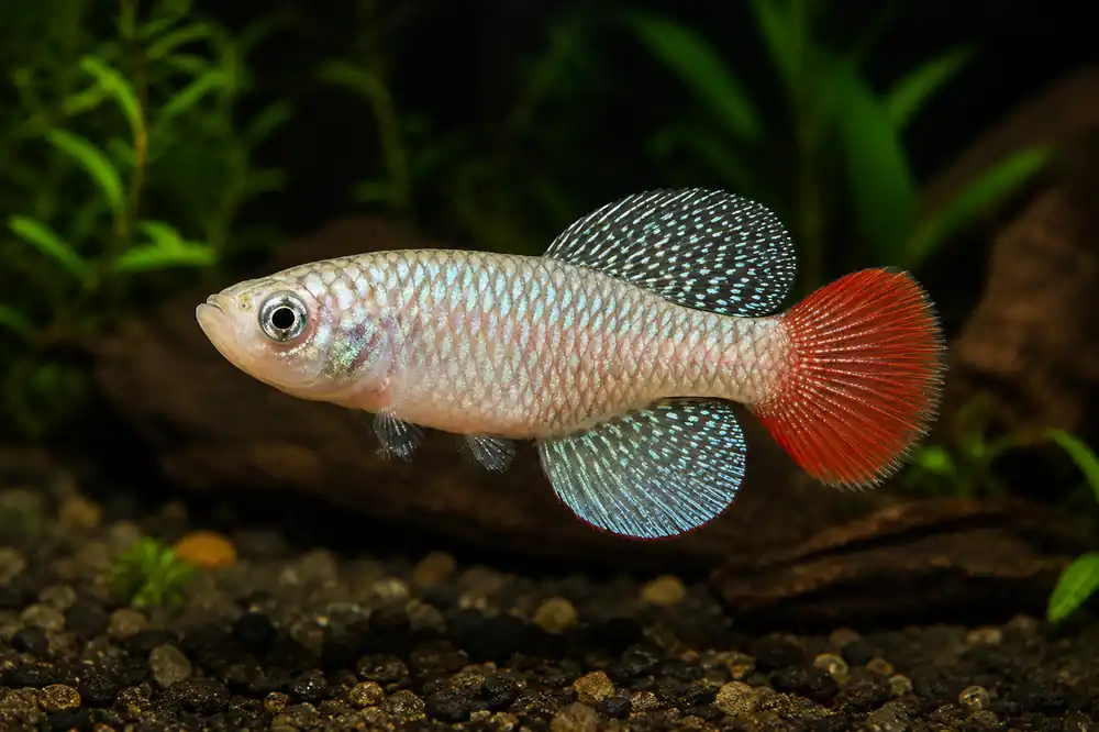 Nothobranchius patrizii "Red Tail Turquoise Killi" Pair - Emark Tropical Imports