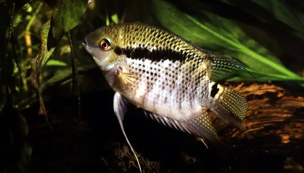 Festivum Cichlid - Cichlid Exchange
