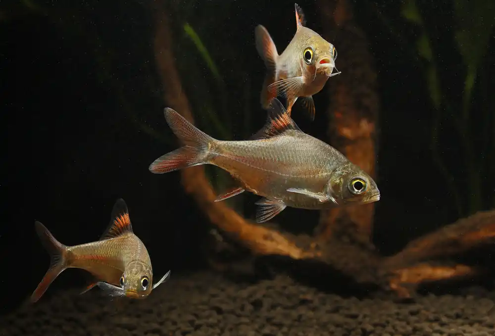 Tinfoil Barb - Cichlid Exchange