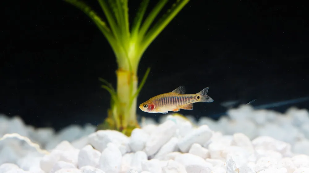 Emerald Dwarf Rasbora - Cichlid Exchange