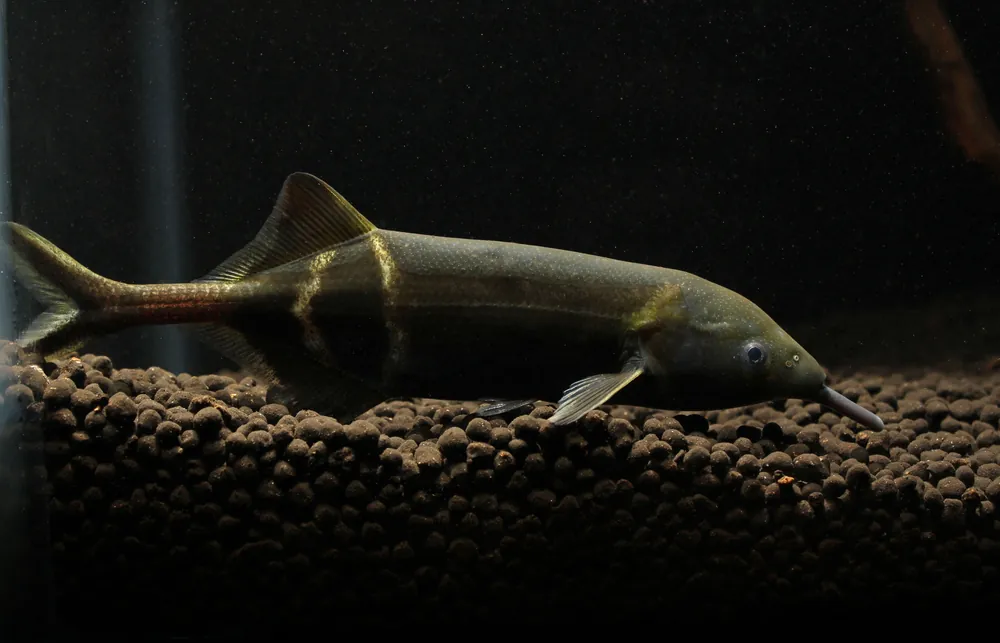 Elephant Nose Knifefish - Carolina Aquatics