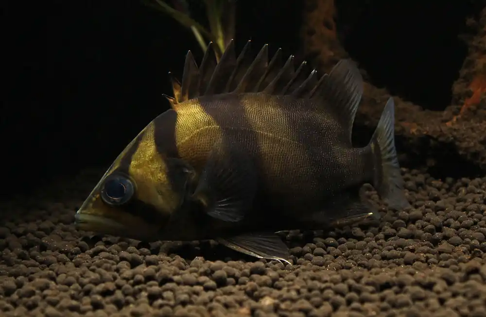 Thinbar Datnoid - Predatory Fins