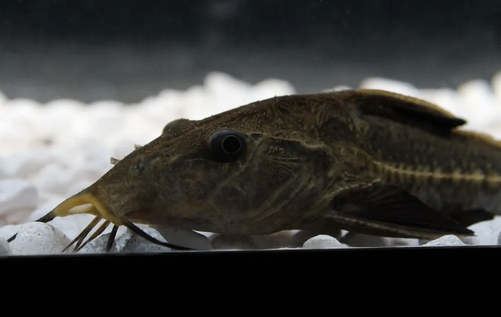 Ripsaw Catfish - Predatory Fins