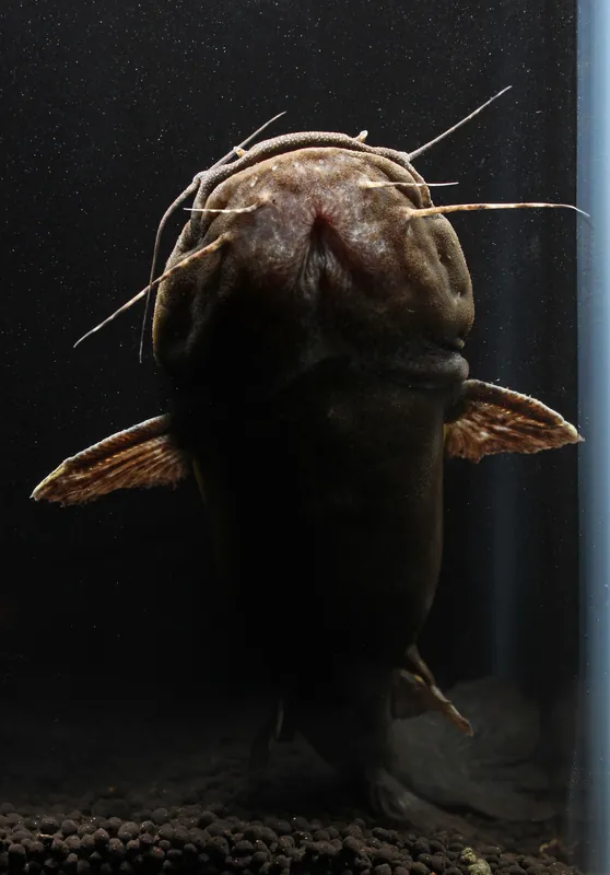 Giant Bumblebee Catfish - Predatory Fins