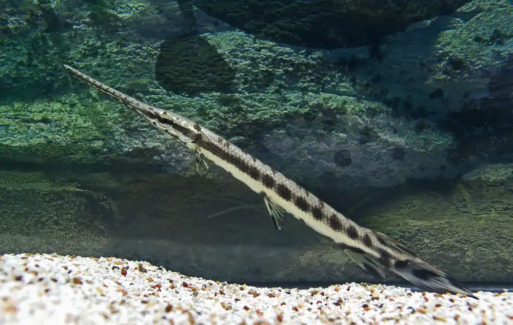 Longnose Gar - Segrest