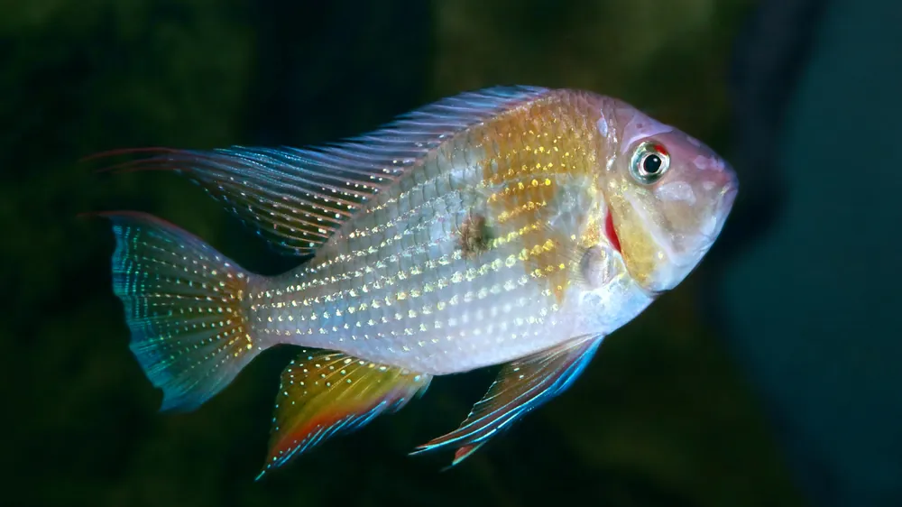 Threadfin Acara Cichlid - Emark Tropical Imports
