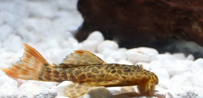 Red Fin Sternella L 114 Plecostomus - Emark Tropical Imports
