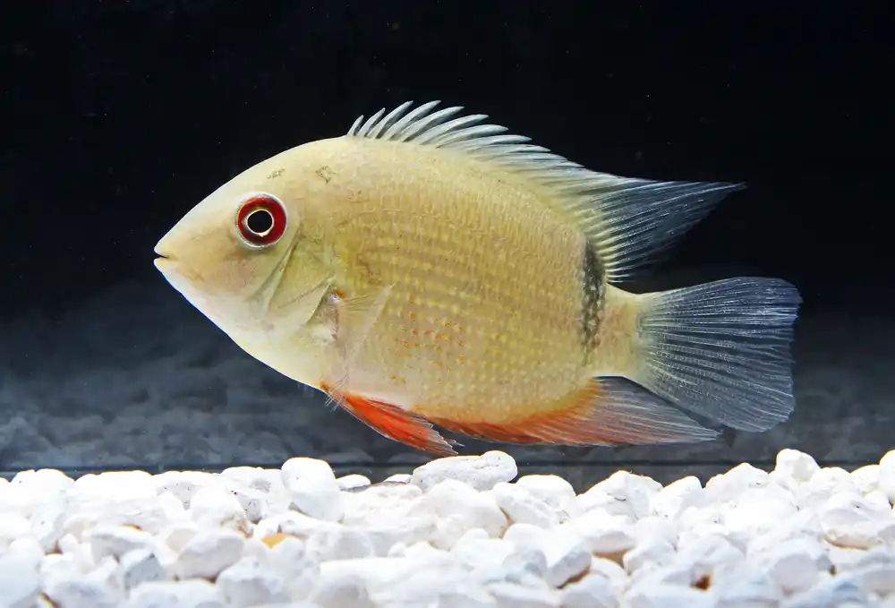 Red Belly Eye Spot Severum Cichlid - Cichlid Exchange