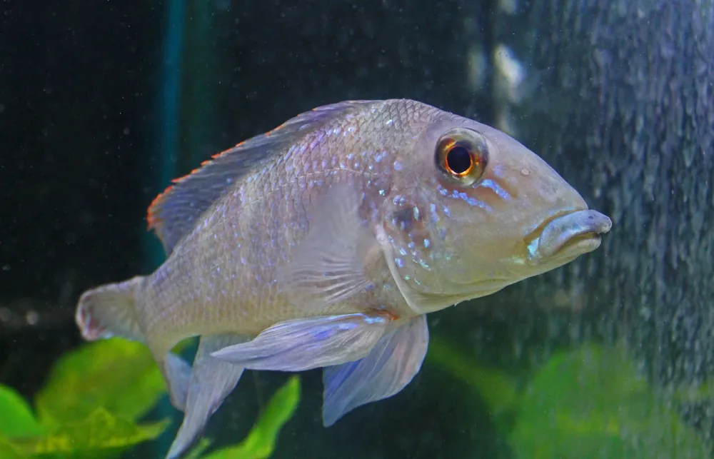 Retroculus Lapidifer Cichlid - Emark Tropical Imports