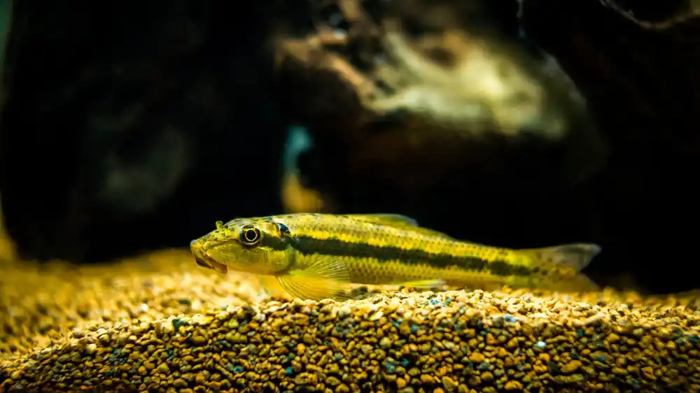 Chinese Algae Eater - Natural Environment Aquatix