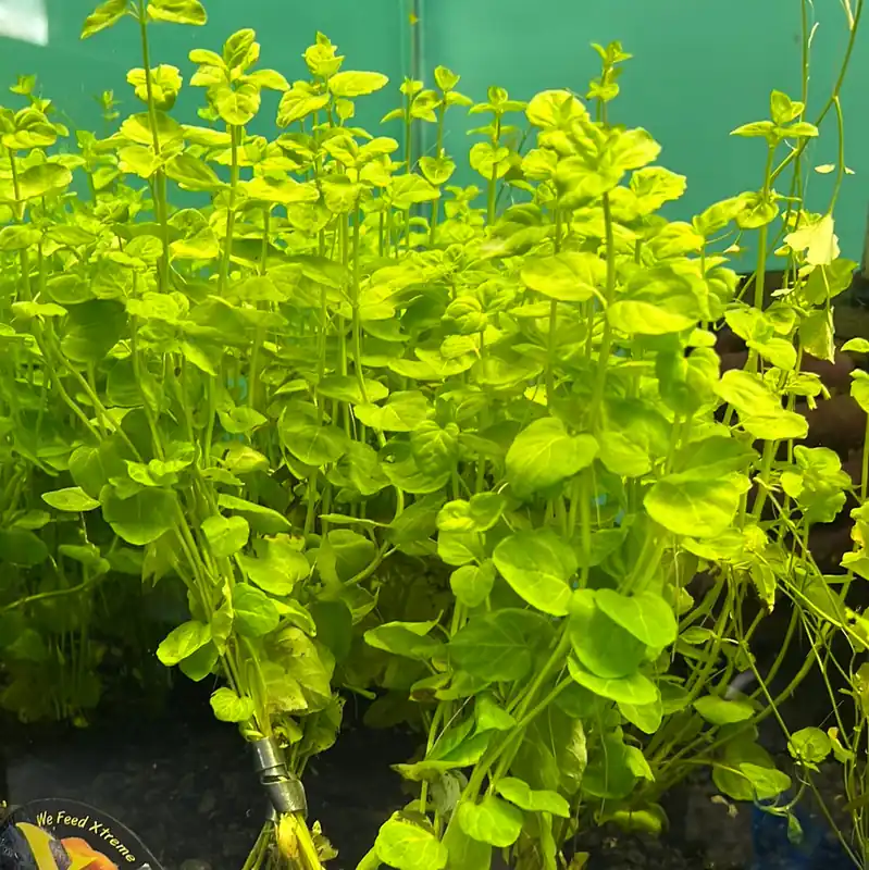 Creeping Charlie (Micromeria Browneii) - Emark Tropical Imports