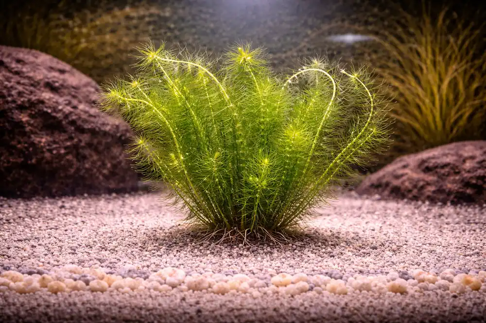 Green Myrio Aquatic Plant - Emark Tropical Imports