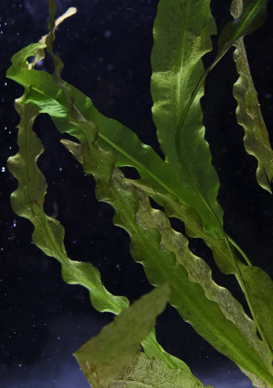 Crispus (Aponogeton Crispus) - Emark Tropical Imports