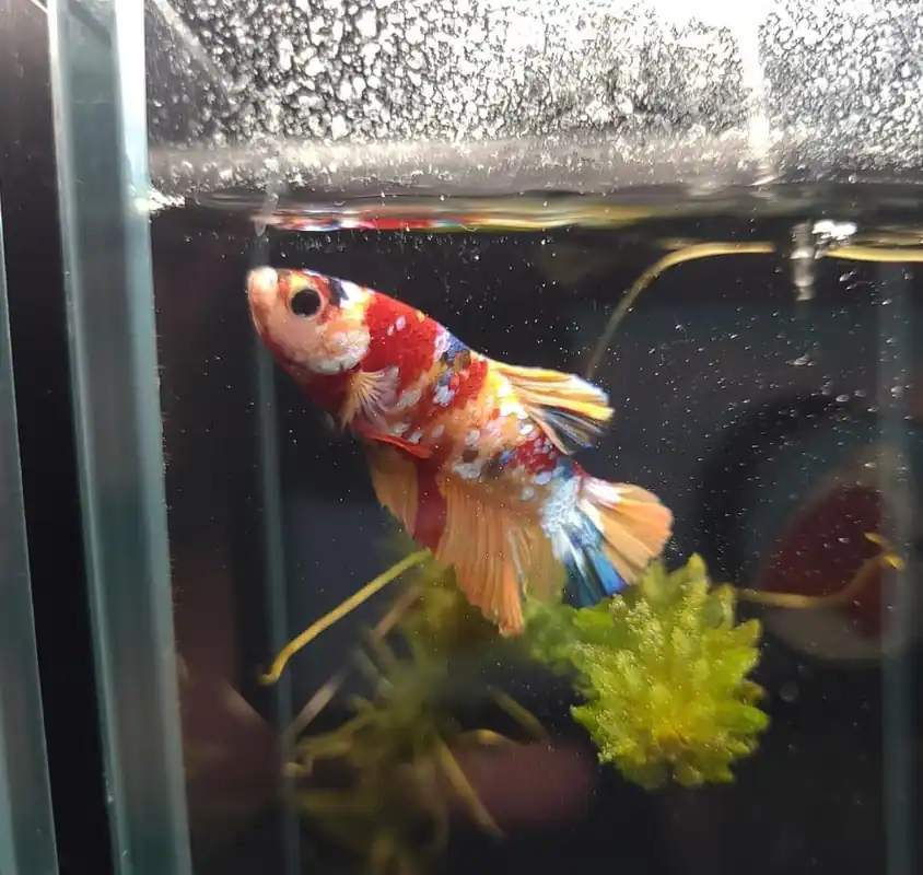 Plakat Galaxy Candy Male Betta Fish - Emark Tropical Imports
