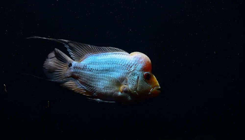 Titanium Flowerhorn Cichlid - Sun Pet