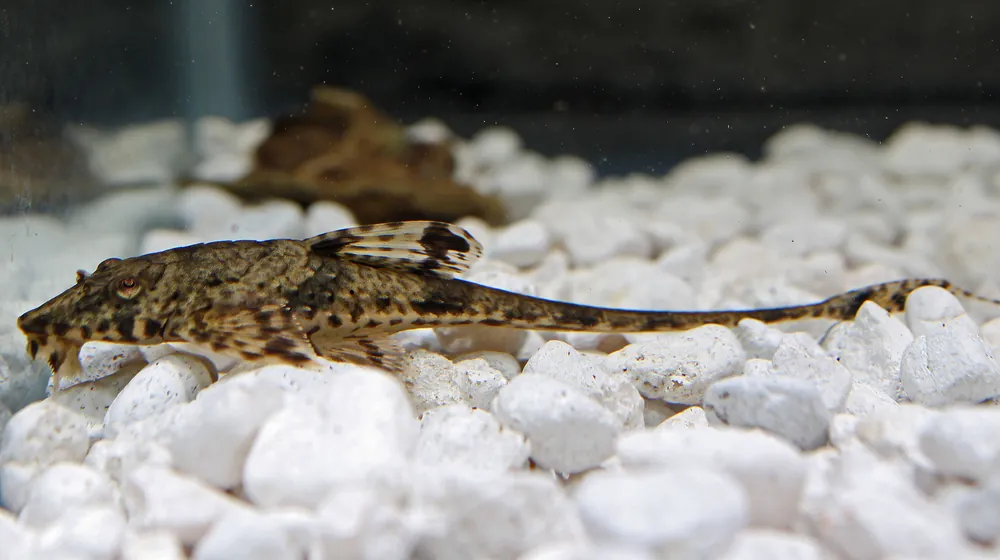 Loricaria Whiptail Catfish - Predatory Fins