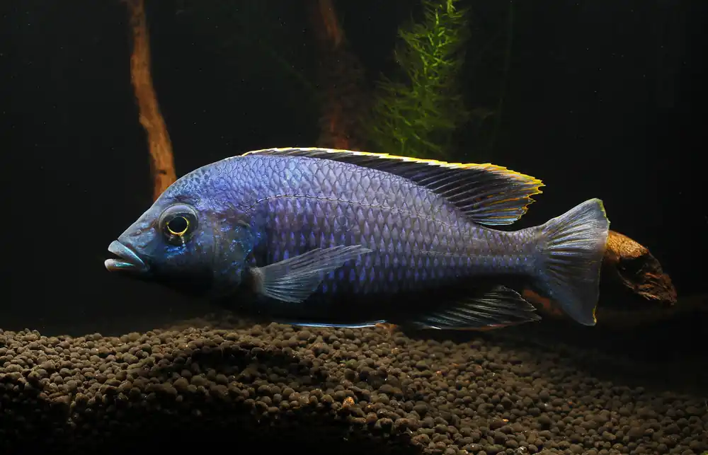 Placidochromis electra "Deep Water Hap" Cichlid - Cichlid Exchange