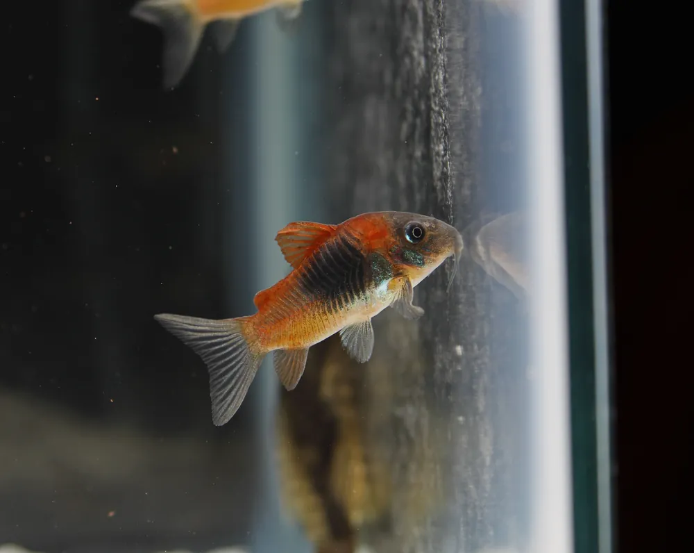 Corydoras venezuelanus "Red Sailfin Cory" - Cichlid Exchange