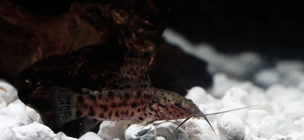 Marble Hoplo Catfish - Cichlid Exchange