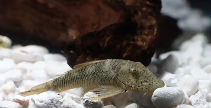 Rubberlip L146 Plecostomus - Emark Tropical Imports