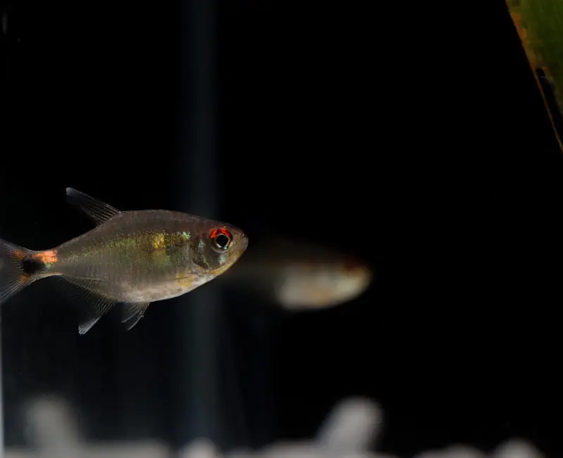Head and Tail Light Tetra - Cichlid Exchange
