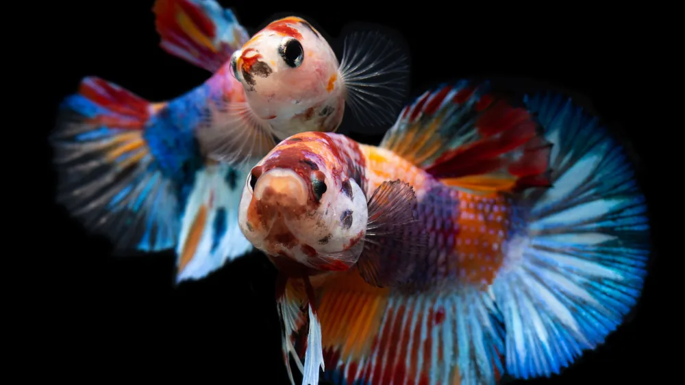 Plakat Galaxy Koi Male Betta Fish - Cichlid Exchange