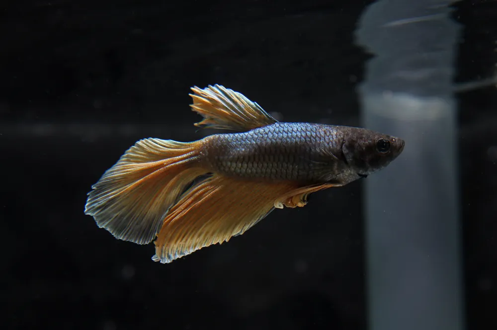Mustard Gas Betta Fish - Emark Tropical Imports
