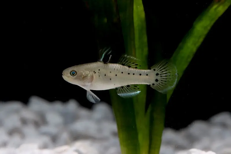 Knight Goby - Emark Tropical Imports