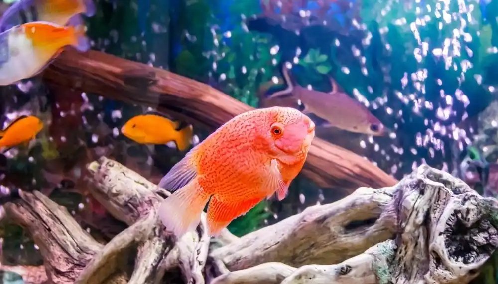 Super Red Severum Cichlid Juvenile - Carolina Aquatics
