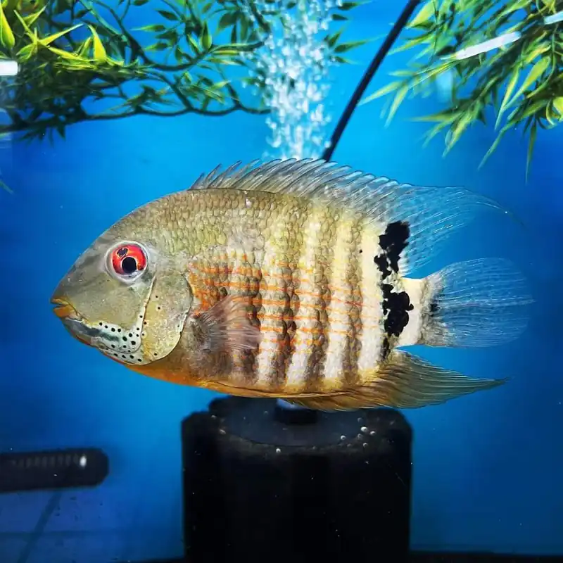 Peruvian Green Severum Cichlid - Emark Tropical Imports