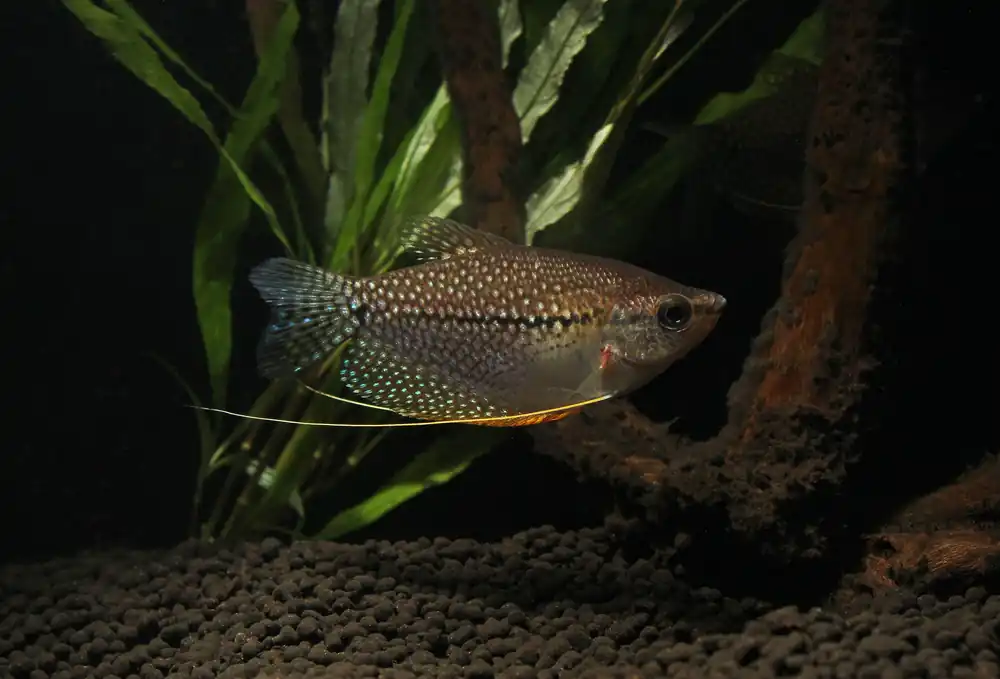 Pearl Gourami - Emark Tropical Imports