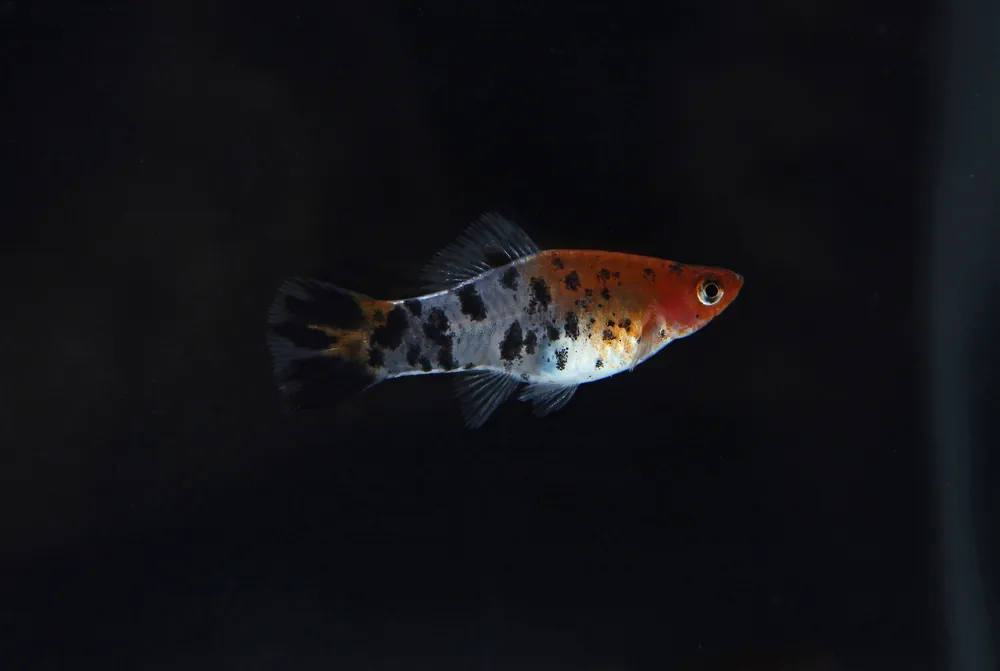 Assorted Koi Swordtail - Emark Tropical Imports