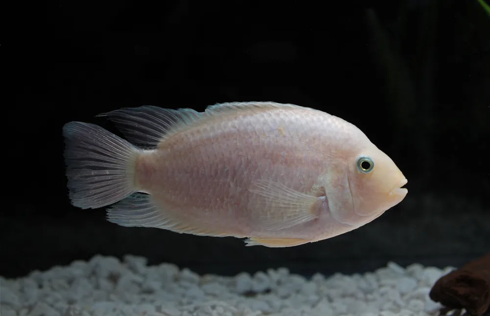 Pearl Honduran Cichlid - Rick