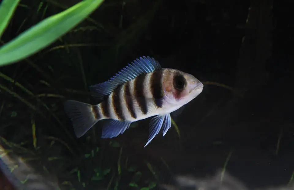 7 Stripe Frontosa Cichlid - Florida Exotic