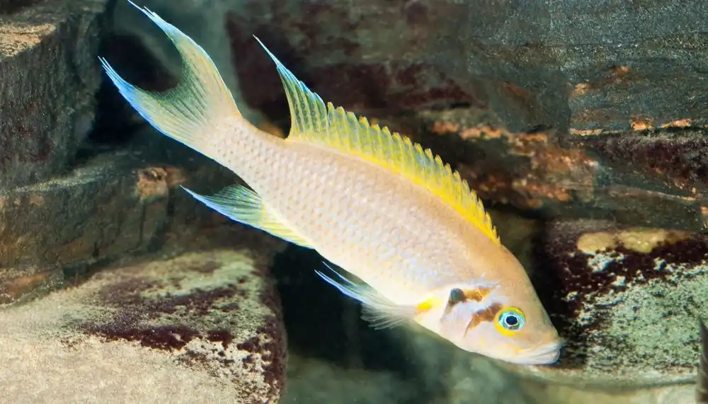 Daffodil Brichardi Cichlid - Rick