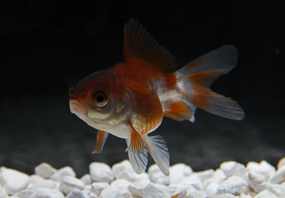 Panda Oranda Goldfish - Sun Pet