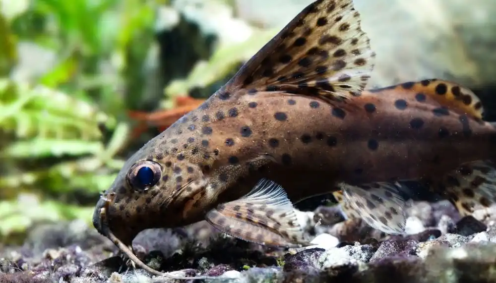 Synodontis Eupterus Catfish - Quality Gold